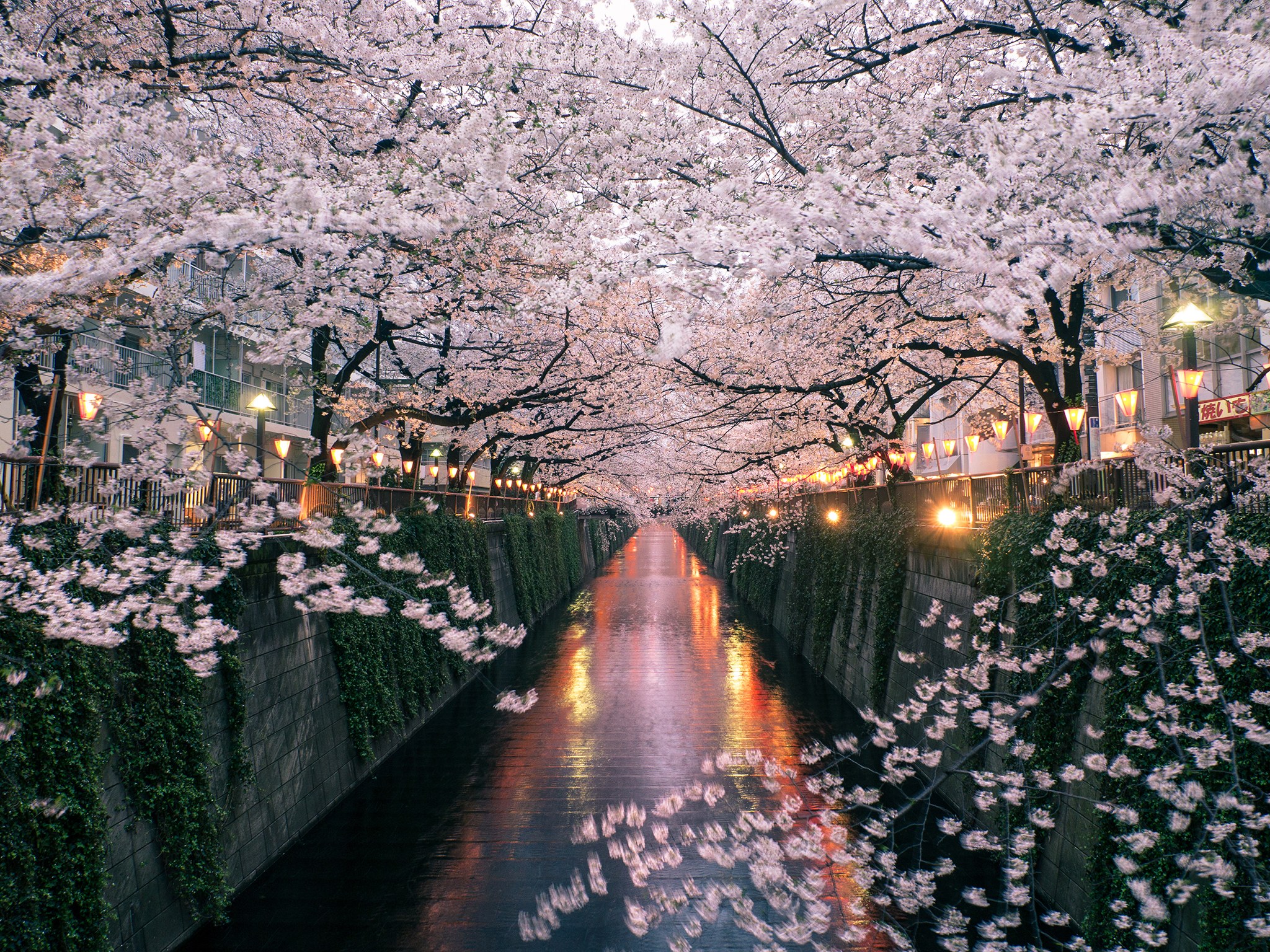 NAKAMEGURO-japan-cherry-blossom-cr-getty