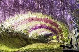 紫藤隧道.jpg