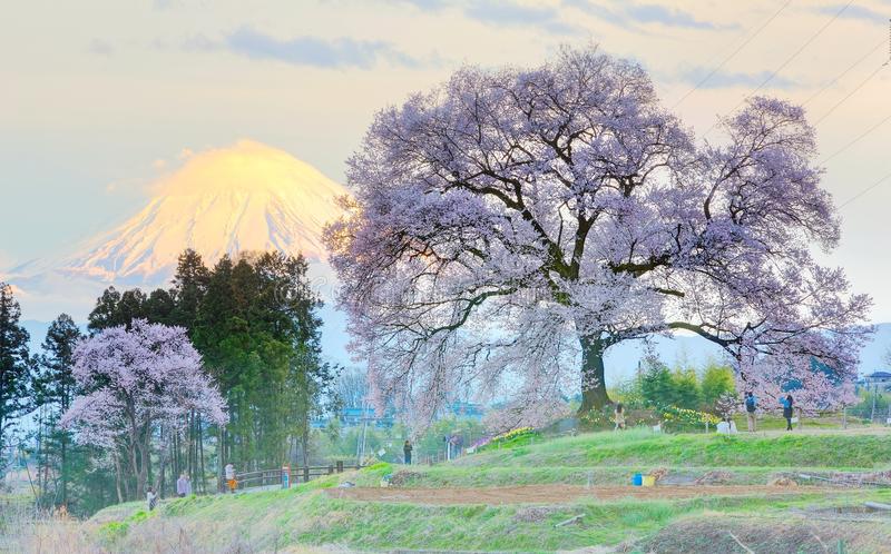 sunset-view-illuminated-wanitsuka-sakura-year-old-cherry-tree-hill-snow-capped-mount-fuji-ba-background-74143436.jpg