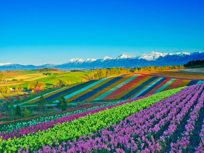 日本风物诗|色彩斑斓的北海道的夏天