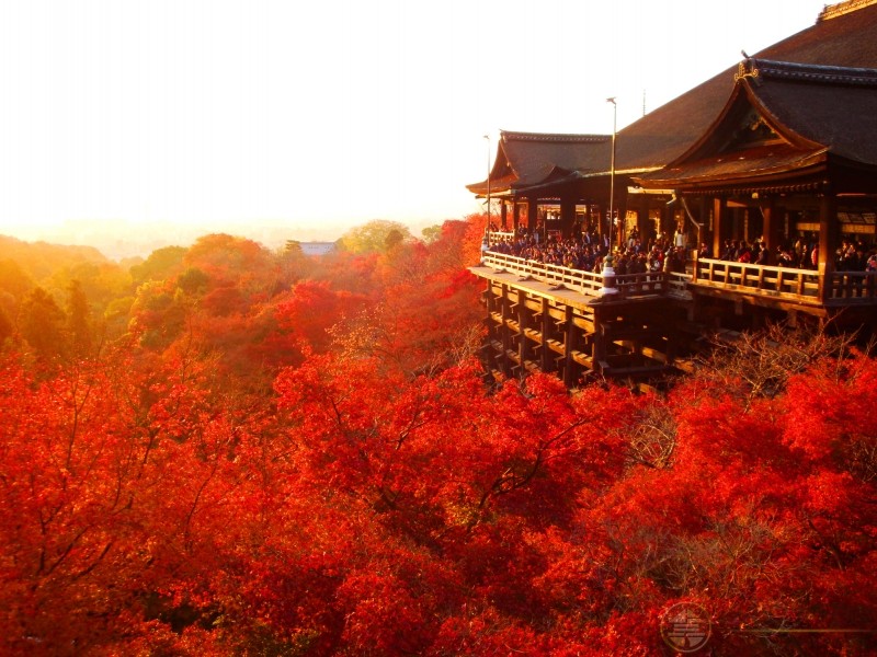 日本红叶季，秋之风物诗。京都人气枫叶景点看这里