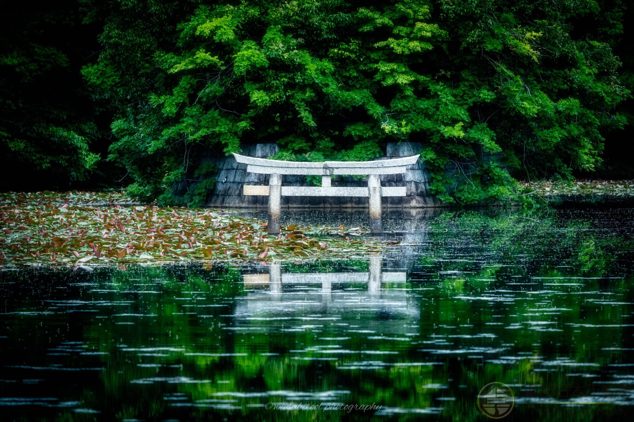 幽靜樹林之中的沉沒鳥居 神秘又美麗的景色 卓傑日本不動產